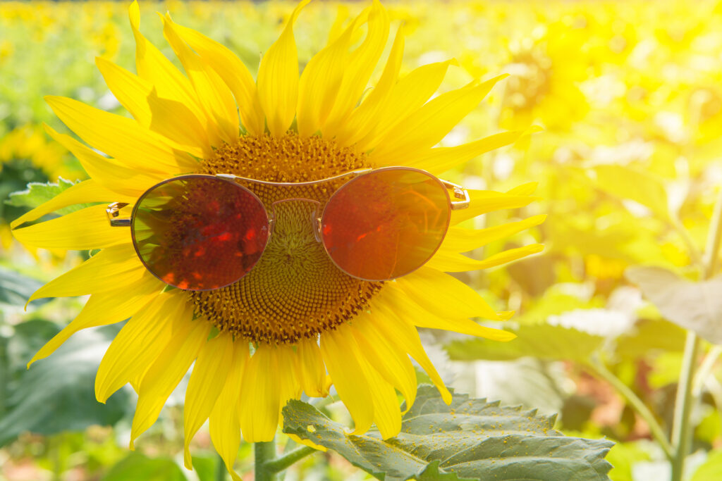 sunglasses of Sunflower blooming happiness
